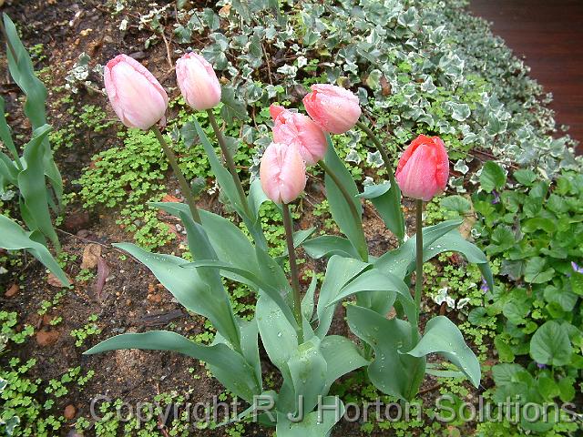 Tulip Pink